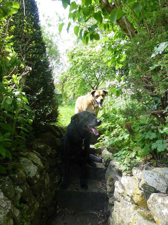 Dogs in the garden of The Square holiday home in Parwich